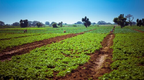 Typical food products and geographical indications for sustainable development