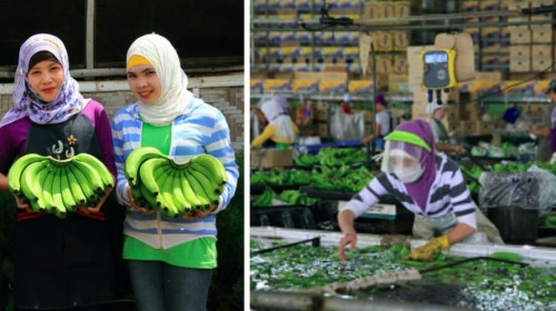 SDG Cases - Unifrutti Tropical Philippines Inc.