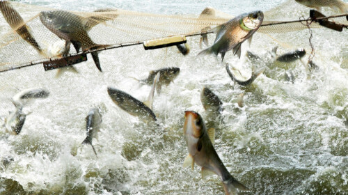 SDG Indicator 14.4.1 - Fish stocks sustainability