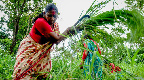 SDG Indicator 5.a.2 Women’s legal rights to land ownership and/or control