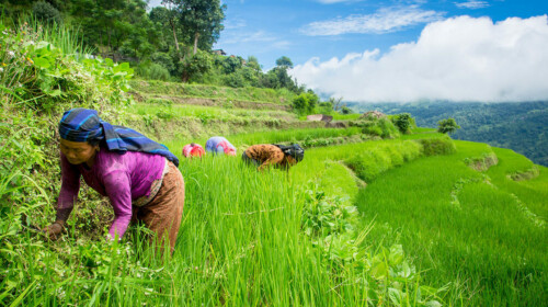 SDG Indicator 2.1.2 - Using the Food Insecurity Experience Scale (FIES)