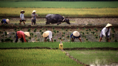 SDG Indicators 2.5.1 and 2.5.2 - Plant and Animal Genetic Resources