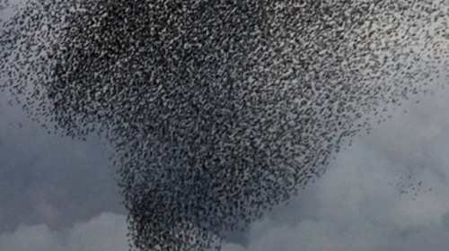 Transforming Development: The Science and Practice of Resilience Thinking